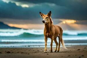une chien permanent sur le plage avec une le coucher du soleil dans le Contexte. généré par ai photo