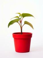 plante dans une pot sur blanc Contexte ai génératif photo