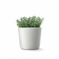 plante dans une pot sur blanc Contexte ai génératif photo