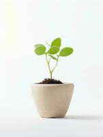 plante dans une pot sur blanc Contexte ai génératif photo