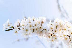 fleurs de cerisier au bassin de marée. photo