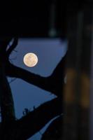 pleine lune avec la silhouette des branches à rio de janeiro au brésil. photo