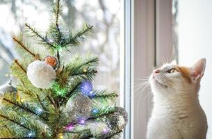 un chat domestique tricolore ressemble à un arbre de noël. photo