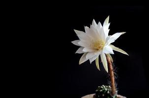 couleur blanche avec duveteux de fleur de cactus sur fond noir photo