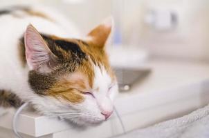 chat tricolore s'endort sur la table de chevet, près du lit. photo