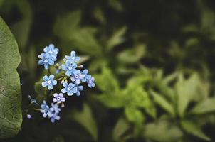 fleur de myosotis. floraison estivale. effet bokeh. fermer. photo