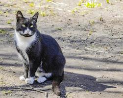 chat sans-abri noir et blanc assis. photo