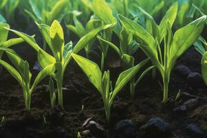 fermer vue de Jeune les plantes pousse de le sol, mise en évidence le rempli de chlorophylle feuilles et soulignant durable et biologique agriculture les pratiques. génératif ai photo