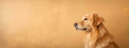 chien dans doux beige Contexte bannière avec copie espace. génératif ai photo