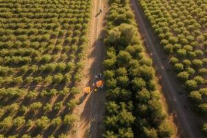 drone aérien coup de Mile large Orange et citron. luxuriant vert des arbres sont lourd avec brillant fruit en dessous de le méditerranéen Soleil. récolte ouvriers bouge toi entre le des arbres.. génératif ai. photo