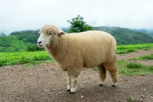 mouton ferme sur le herbe de le montagnes photo