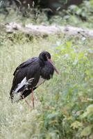 noir cigogne dans une clairière photo