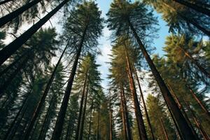 pin forêt atteindre pour le cieux. génératif ai photo