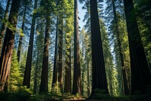 imposant séquoia forêt. génératif ai photo