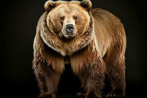sauvage ours dangereux animal ou mammifères professionnel La publicité la photographie ai généré photo