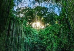 mexique, cenote ik kil près de merida péninsule du yucatan dans un parc archéologique près de chichen itza photo