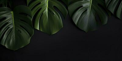 tropical monstera feuille sur noir Contexte. Créatif minimal été concept. génératif ai photo