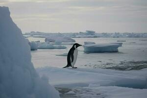 pingouins regard à le congelé mer. pingouins à le poteaux, hiver concept. génératif ai dans Antarctique. photo