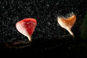 Champagne champignon et poilu champignon dans pluie forêt à saraburi province, Thaïlande, photo