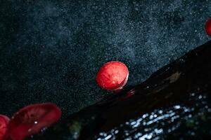 Champagne champignon dans pluie forêt à saraburi province, Thaïlande, photo