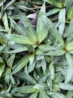 proche en haut de vert tradescantia spathacée feuilles Contexte photo