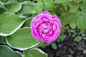 arbuste en fleurs de rose rose dans le jardin en été