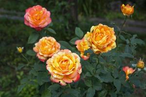 rosier en fleurs dans le jardin en été