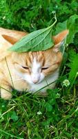 un chat roux se cache de la chaleur sous une feuille de plantain photo