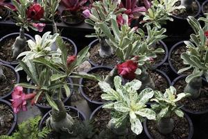 détendu au marché des plantes en plein air photo