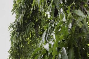 envahi par divers arbres à feuilles caduques photo