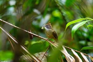 oiseau bulbul à gorge bouffante perché sur une branche dans la forêt tropicale photo