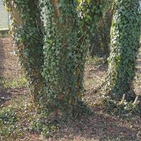 plante de lierre vert sur l'arbre photo