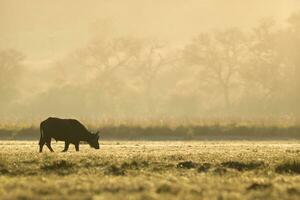 africain buffle dans le chobe nationale parc. photo