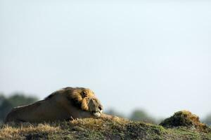 Masculin Lion repos sur une monticule. photo