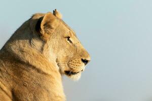 Lion repos dans lumière du soleil. photo