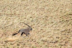 oryx dans le le sable dunes de sossusvlei, namibie. photo