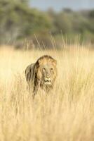Masculin Lion en marchant par longue herbe. photo