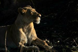 une lionne profiter le Soleil. photo