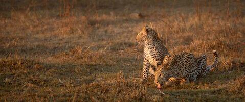 une léopard et sa lionceau dans le okavango delta. photo