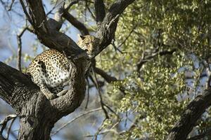 une léopard dans le okavango delta, botswana. photo