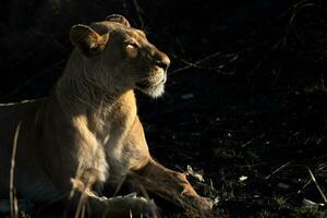 une lionne profiter le Soleil. photo