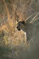 une léopard fabrication ses façon par le broussailles. photo