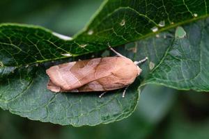 tineidae nactua fimbriata - une teigne du hibou européen photo