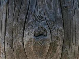 beau fond en bois naturel. tronc d'arbre sec photo