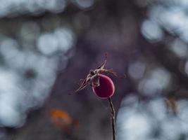 branche avec une rose sauvage sur un beau fond flou photo