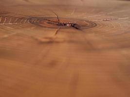 un gros plan d'une coupe de scie d'une grande souche d'acacia photo