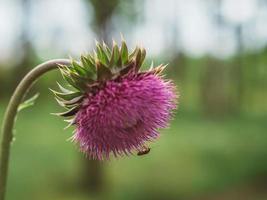 gros plan d'une fleur de chardon. fleur de chardon sans plumes rose épineux photo