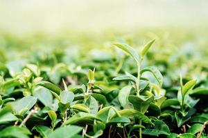 feuilles de thé vert. fond vert nature