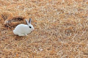 le lapin est assis sur des meules de foin ou de l'herbe sèche photo