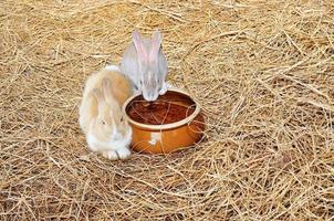 le lapin est assis sur des meules de foin ou de l'herbe sèche photo